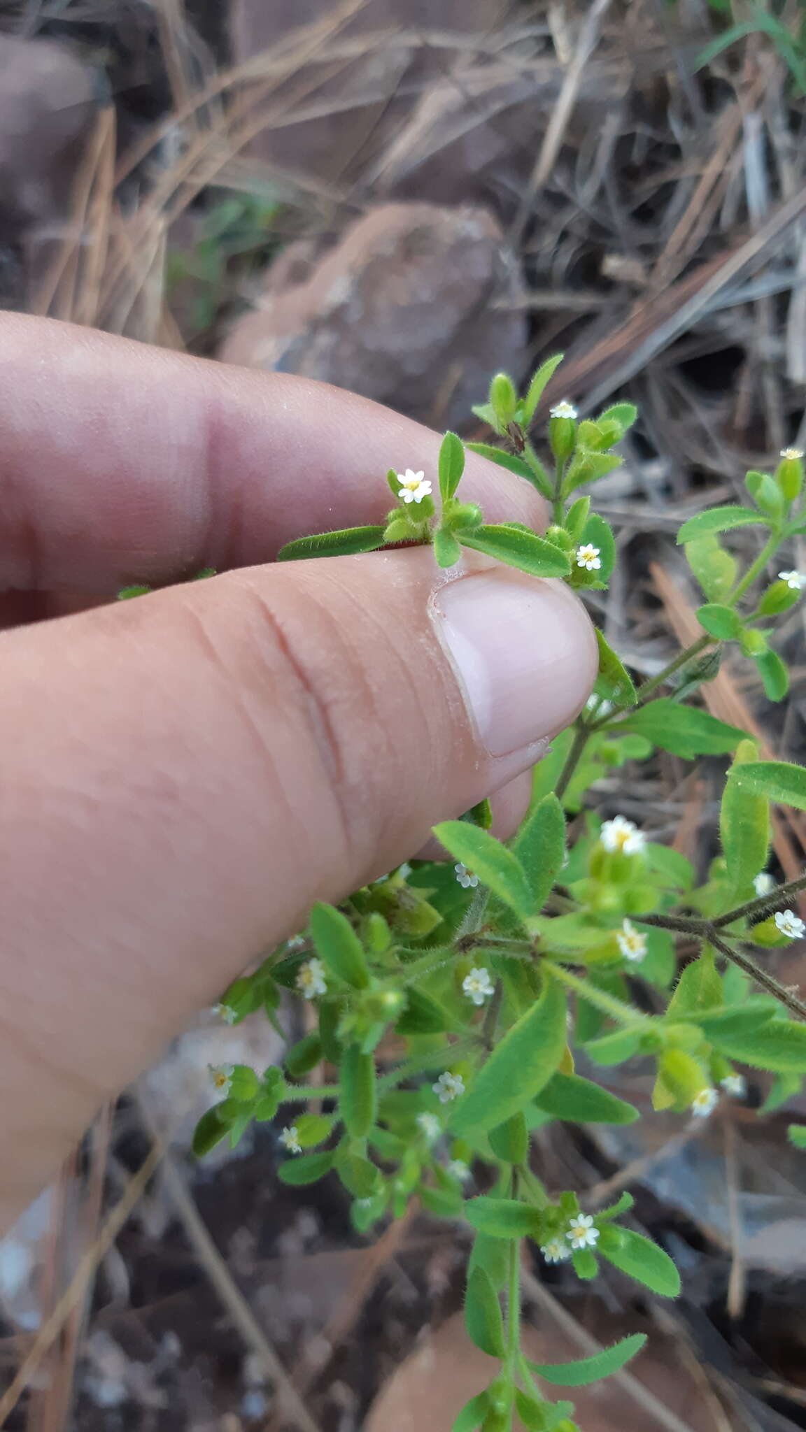 Imagem de Galeana pratensis (Kunth) Rydb.