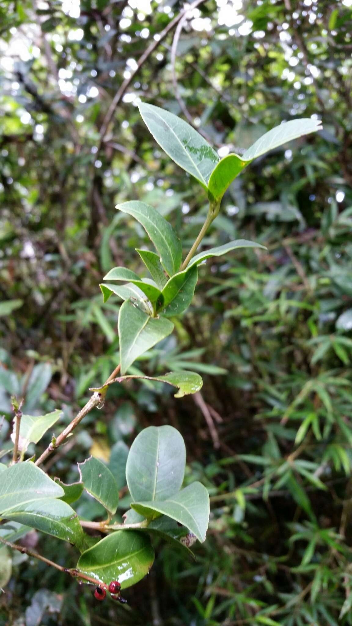 Слика од Ixora emirnensis Baker