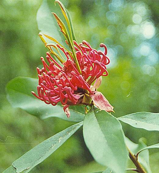 Image of Telopea oreades F. Müll.