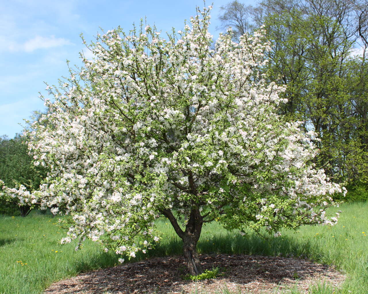 Plancia ëd Malus prunifolia (Willd.) Borkh.