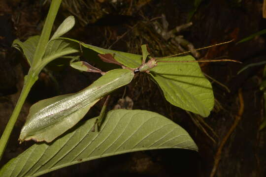 Image of Phyllium (Phyllium) ericoriai Hennemann, Conle, Gottardo & Bresseel 2009