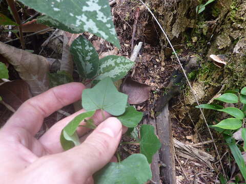 Passiflora auriculata Kunth的圖片