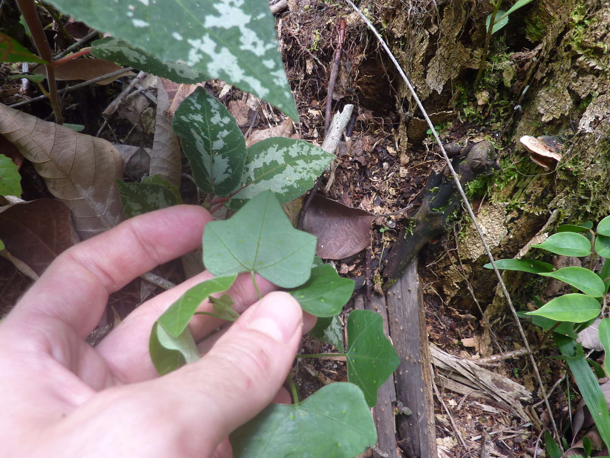 صورة Passiflora auriculata Kunth