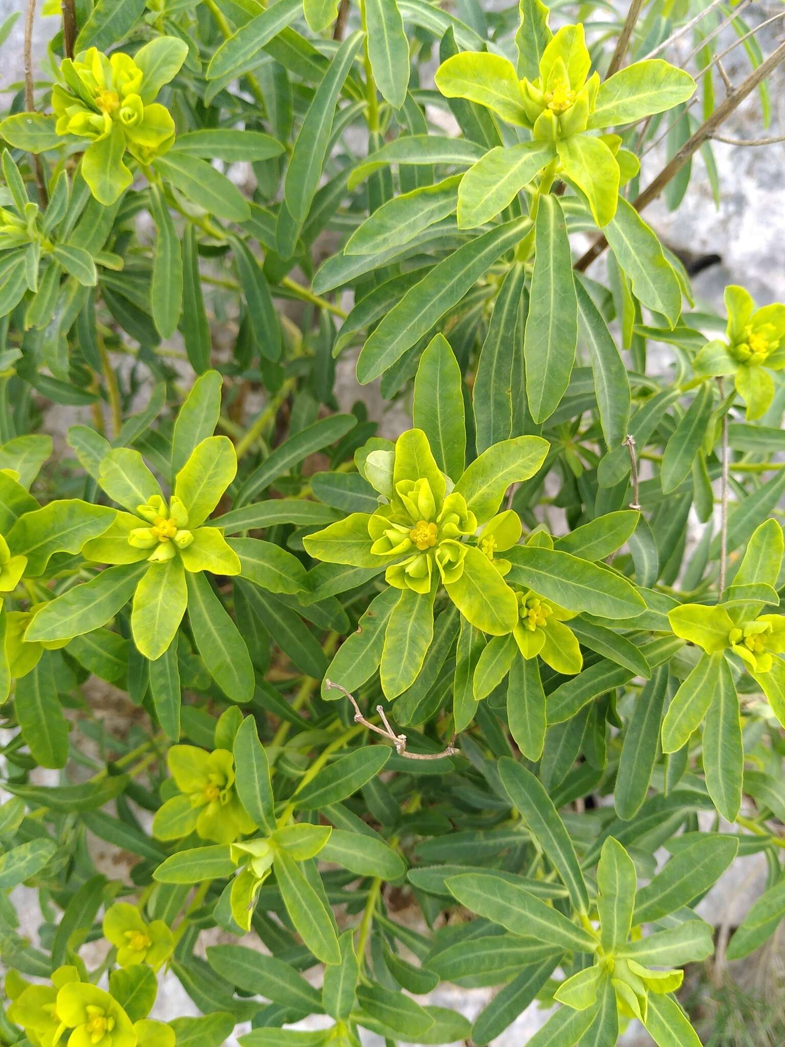 Euphorbia squamigera Loisel. resmi