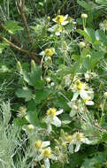 Image of pipestem clematis