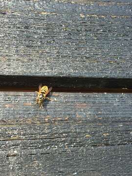 Dolichovespula saxonica (Fabricius 1793)的圖片