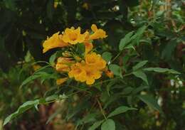 Image of Yellow bells