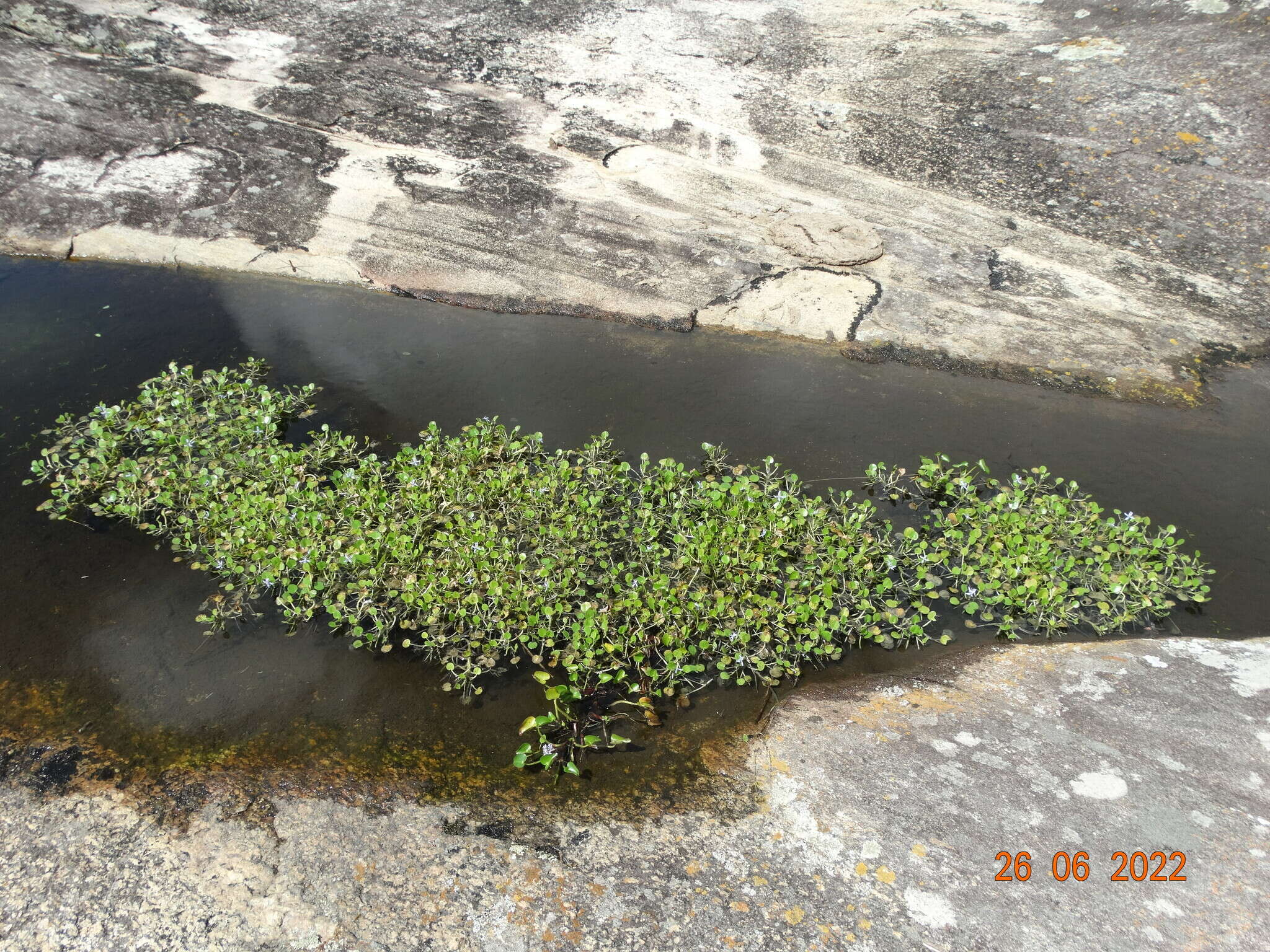 Image de Heteranthera rotundifolia (Kunth) Griseb.