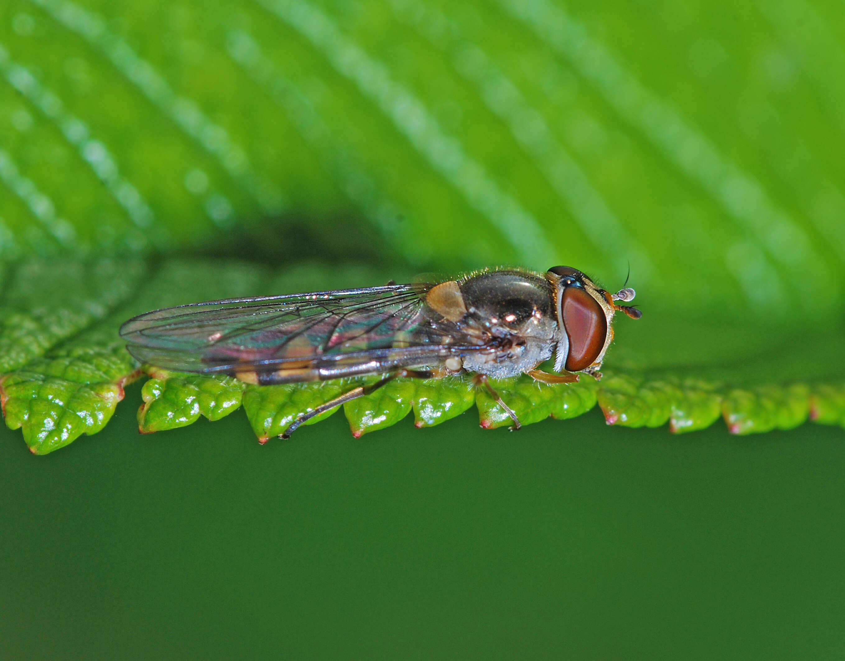 Image of Meliscaeva auricollis (Meigen 1822)