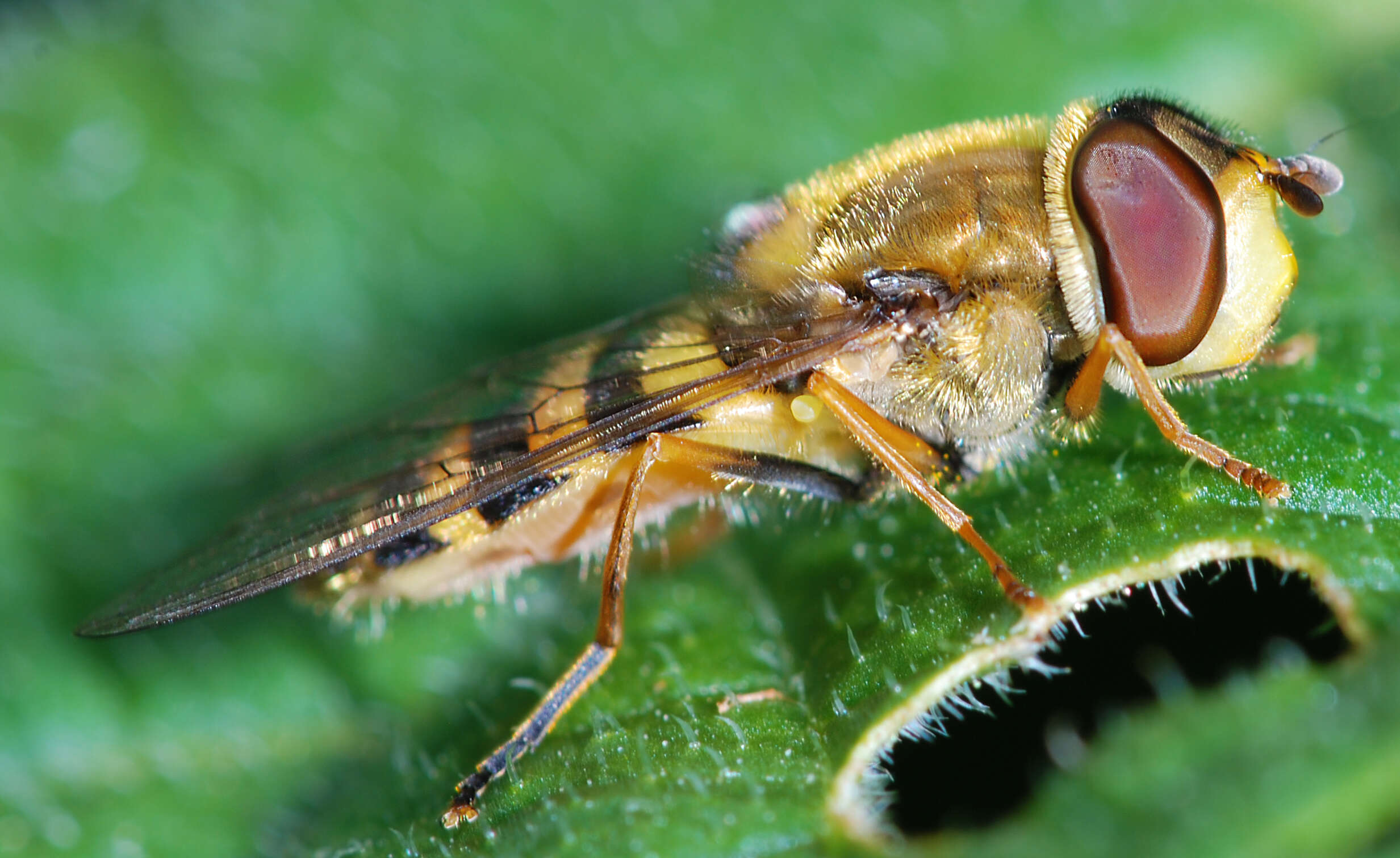 Image of Syrphus vitripennis Meigen 1822