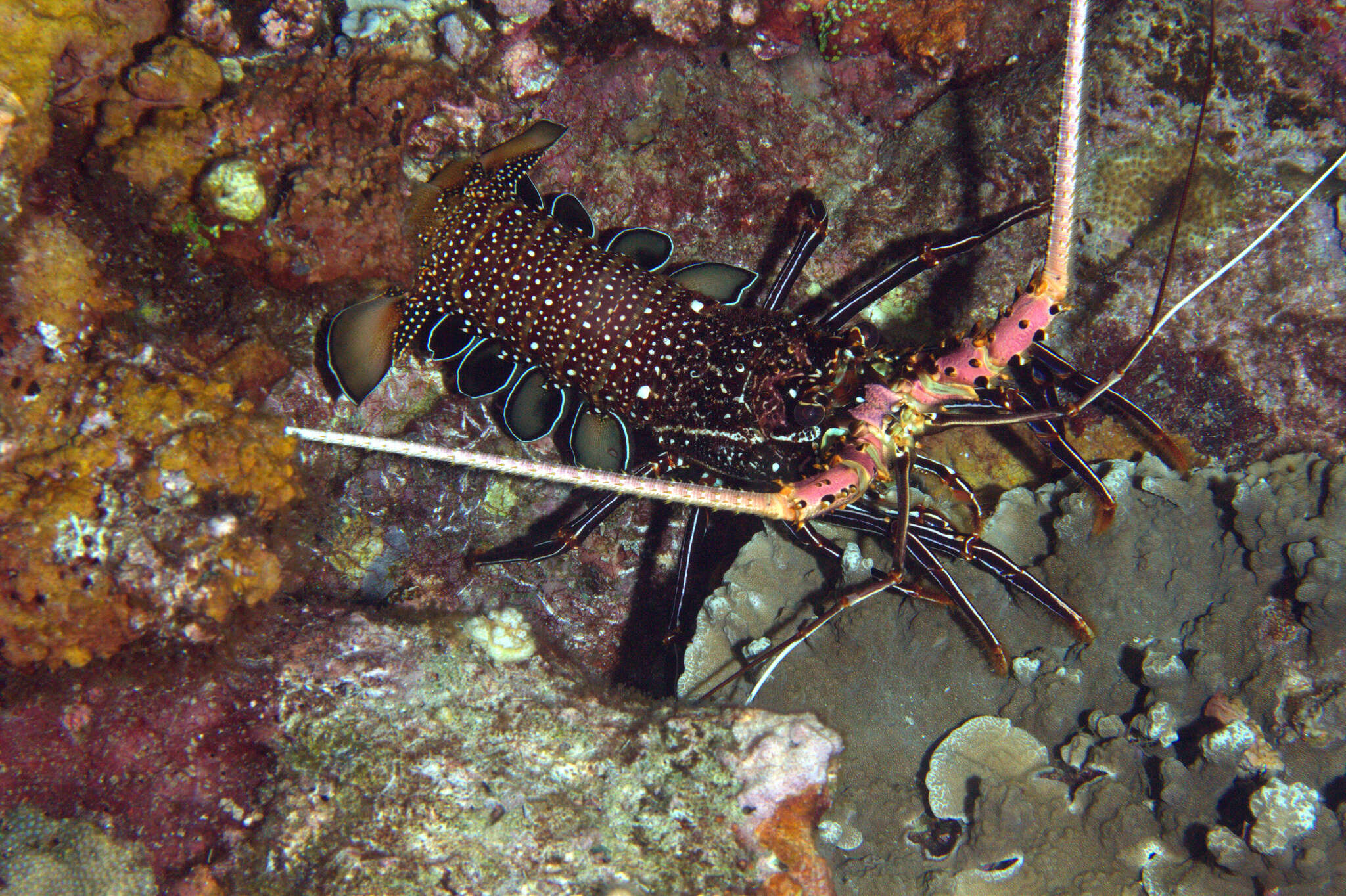 Image of Stripe-leg spiny lobster