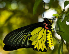 Image of Golden Birdwing Butterfly