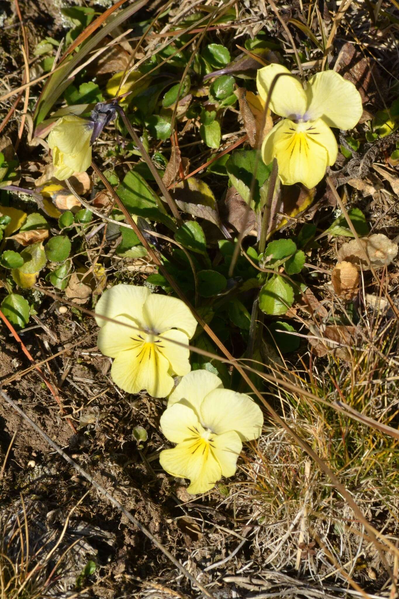 Image of Viola altaica Ker-Gawl.