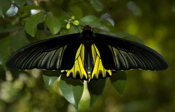 Image of Golden Birdwing Butterfly