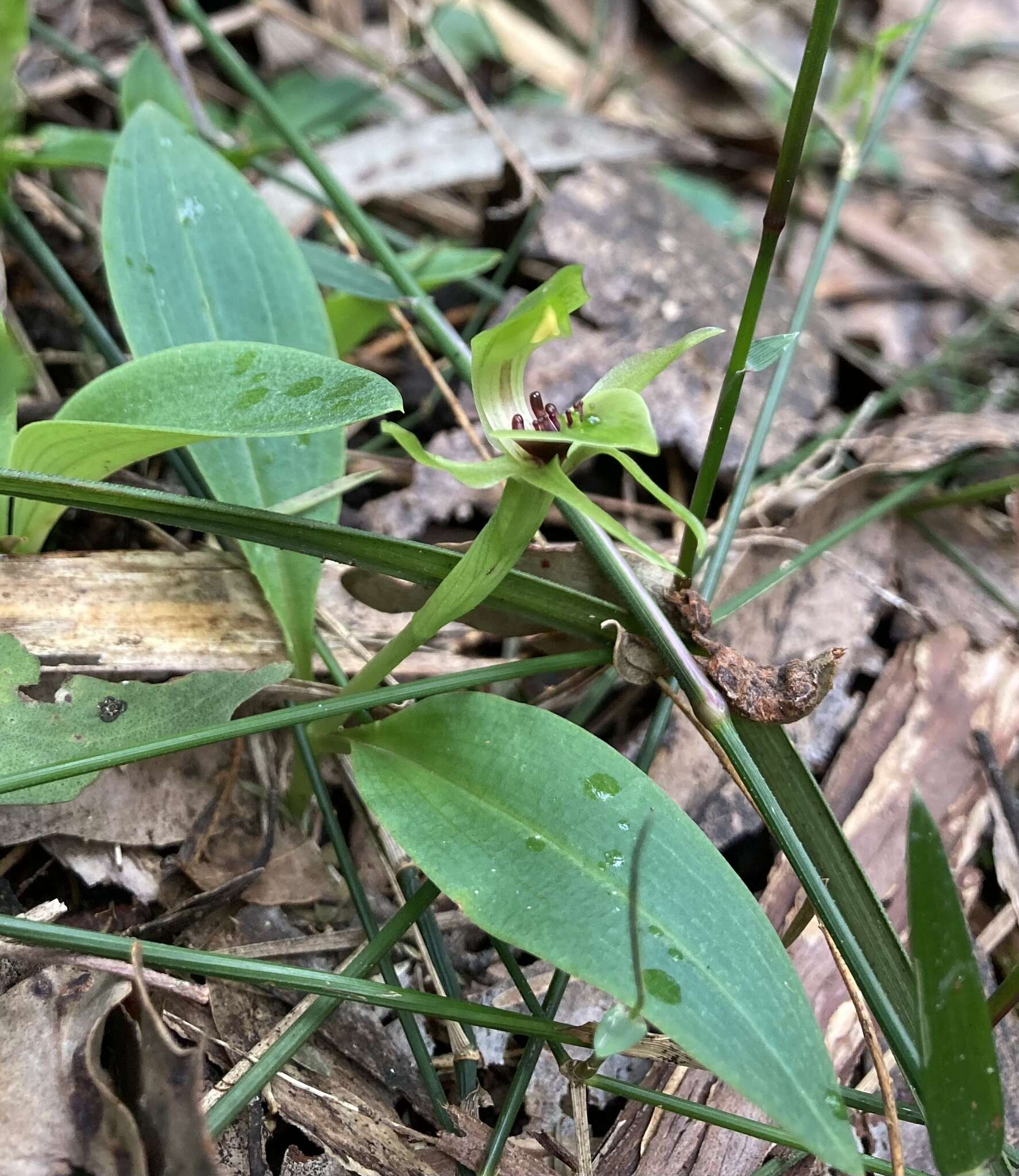 Image of Mountain bird orchid