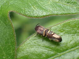 Image of Nigilgia limata Diakonoff & Arita 1979