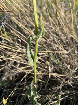 Image of New Mexico groundsel