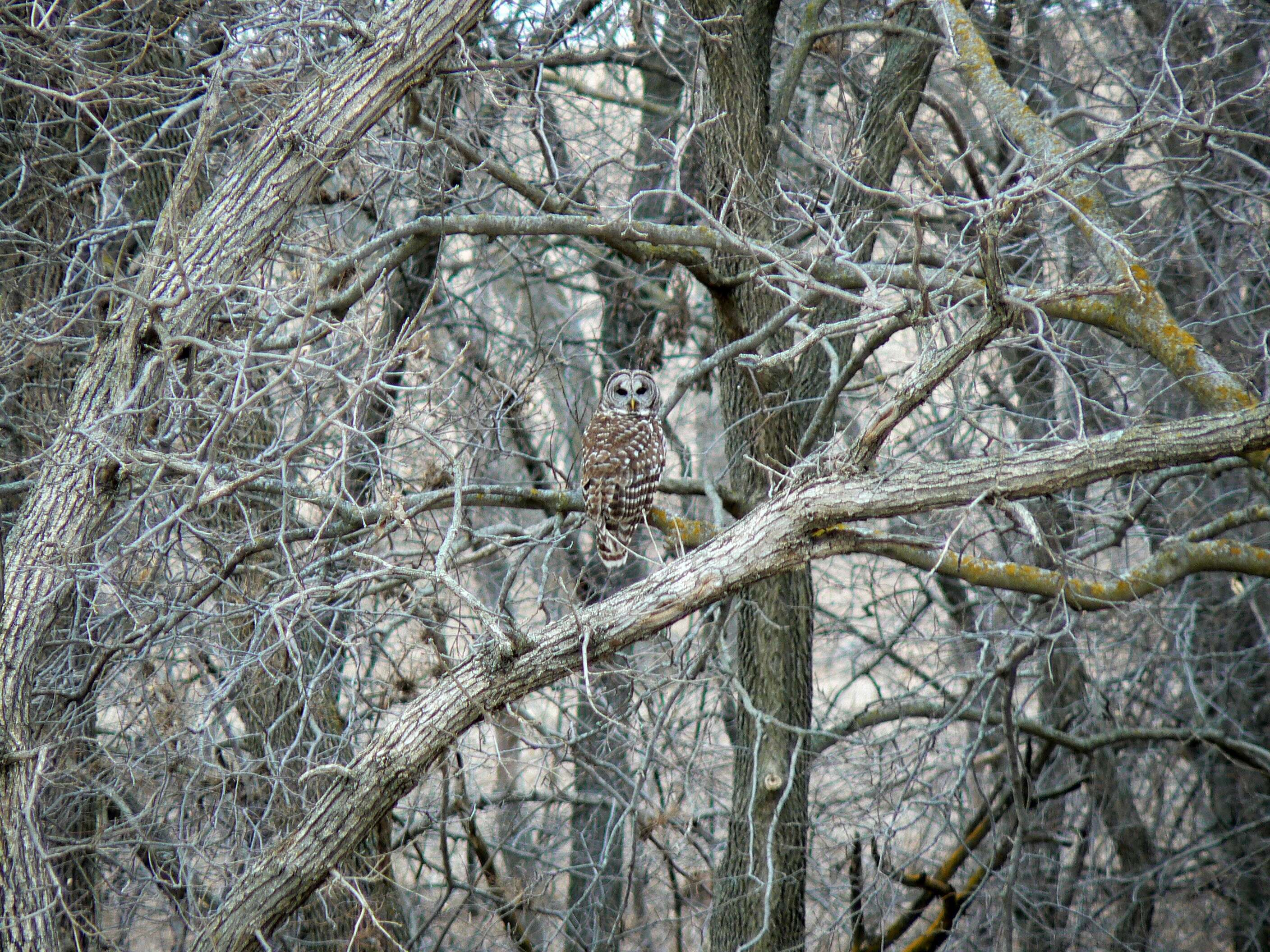 Image of Barred Owl