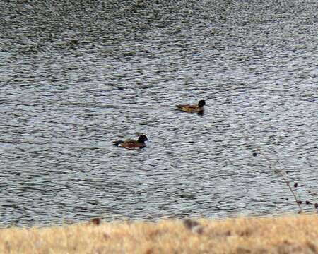 Image of American Wigeon