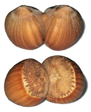 Image of Cobnut