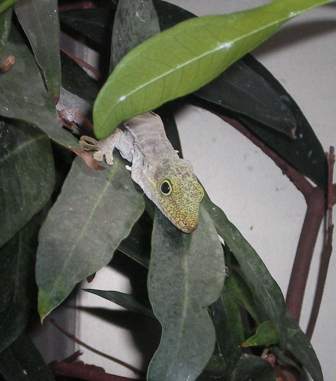 Image of Standing's Day Gecko