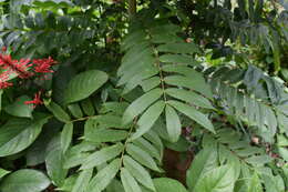 Image of white pricklyash