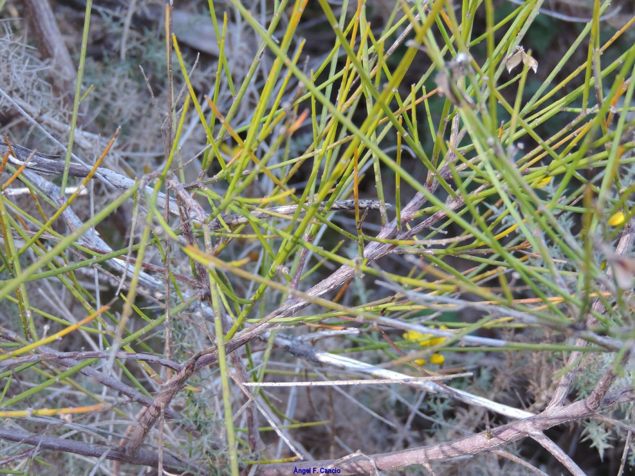 صورة Genista polyanthos Willk.