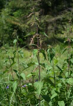 Image of Common Nettle