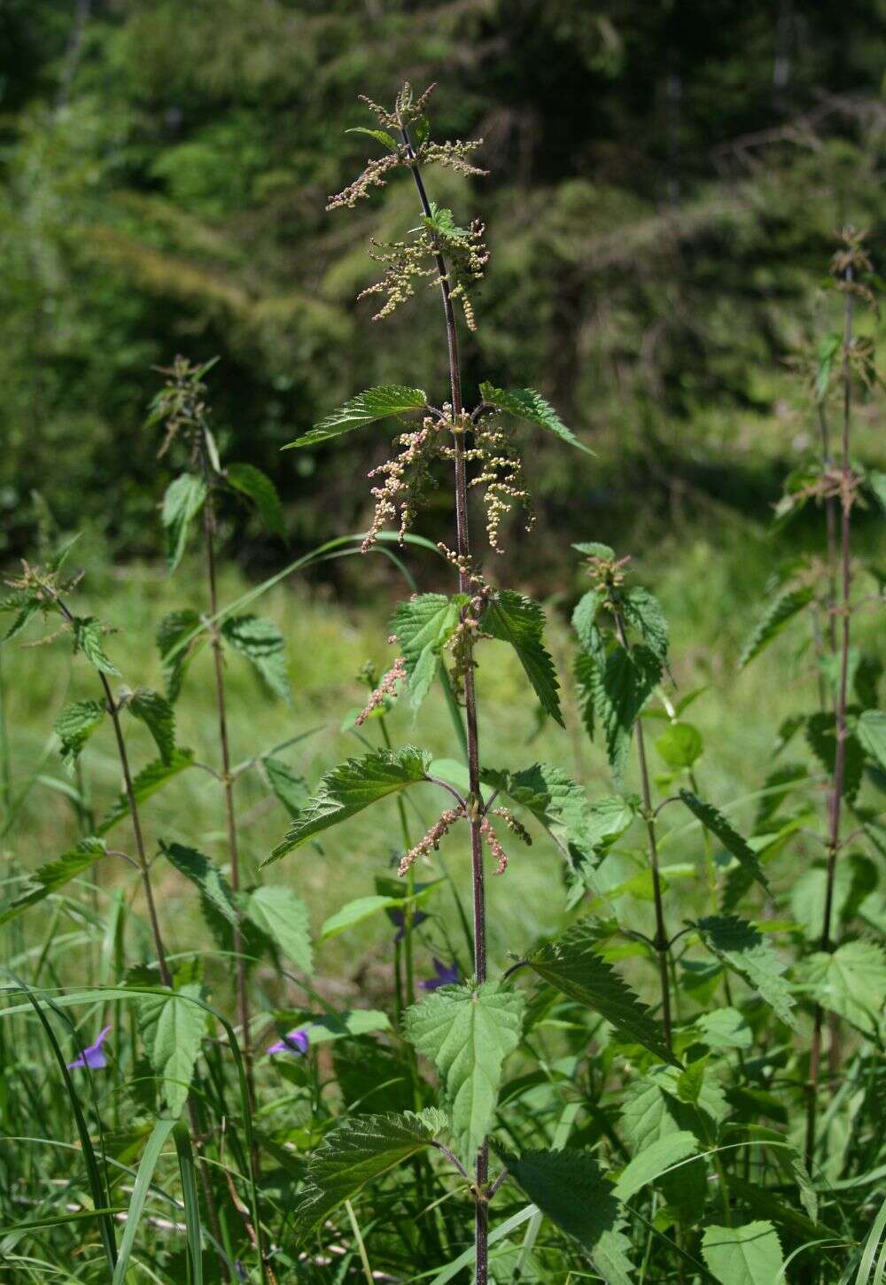 Image of Common Nettle