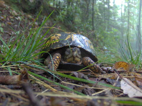 Image of American Box Turtle