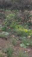 Image of Moraea fugacissima (L. fil.) Goldblatt