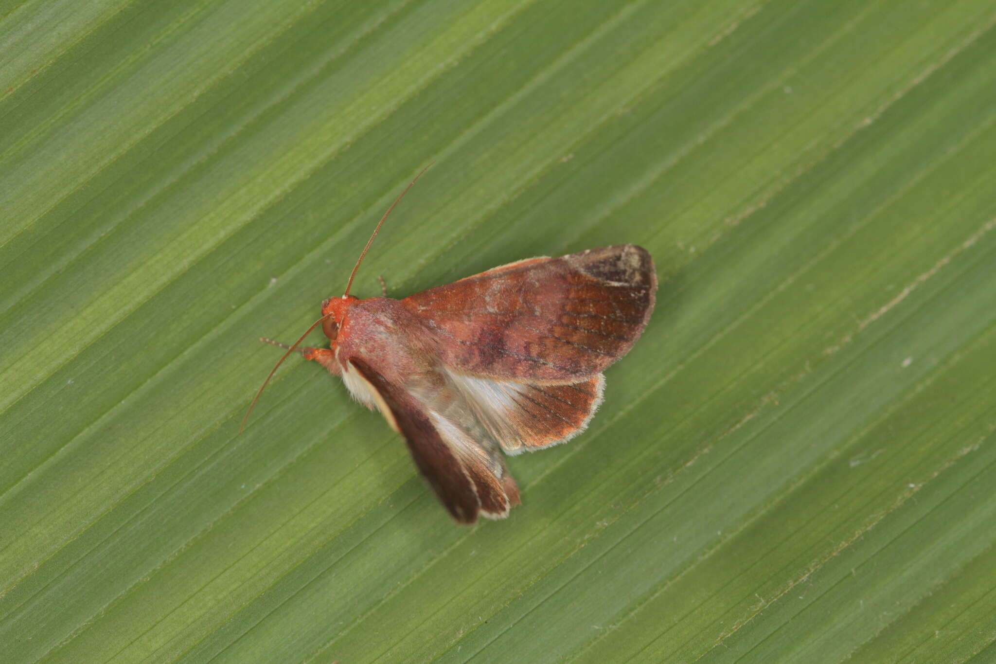 Image of Hemicephalis agenoria Druce 1890