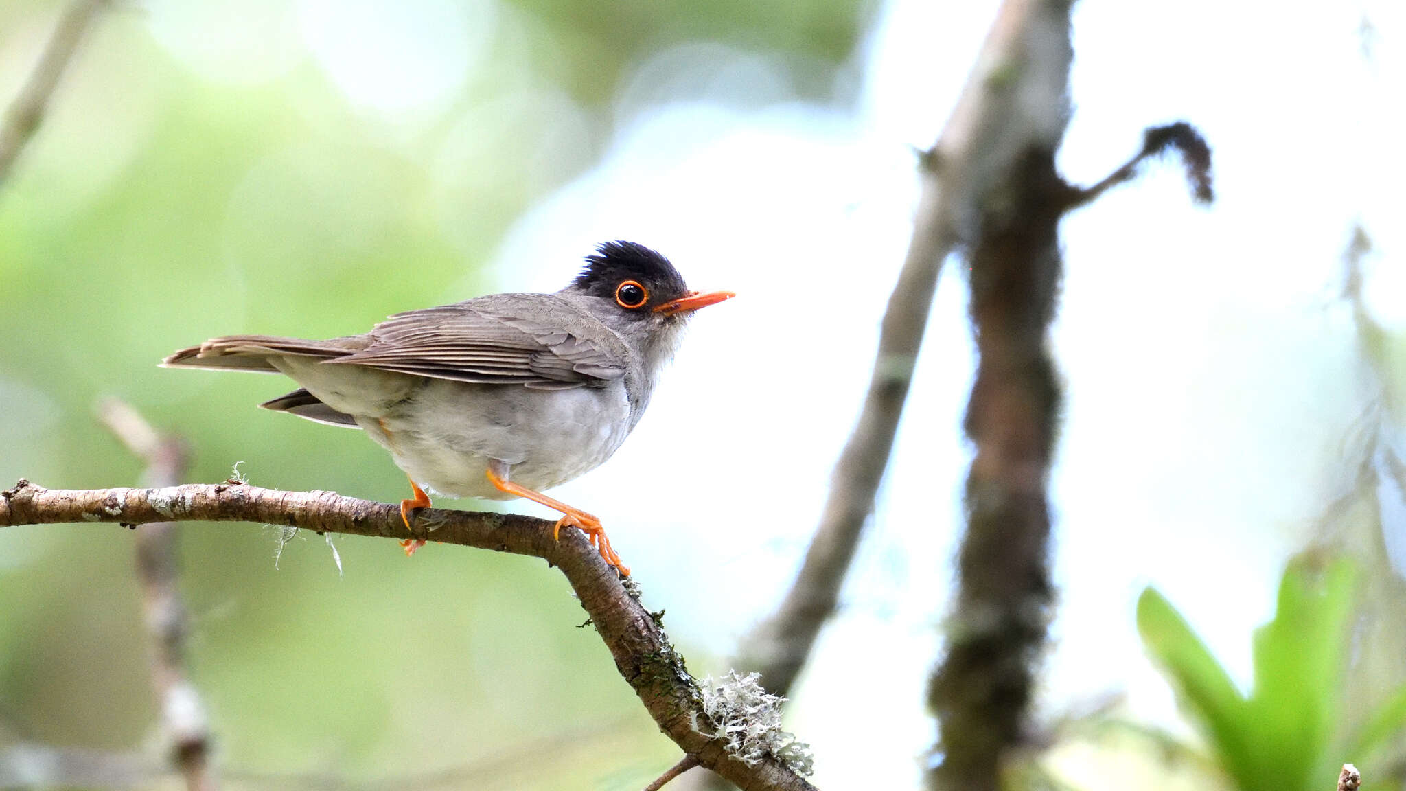 Image of Black-headed Nightingale-Thrush