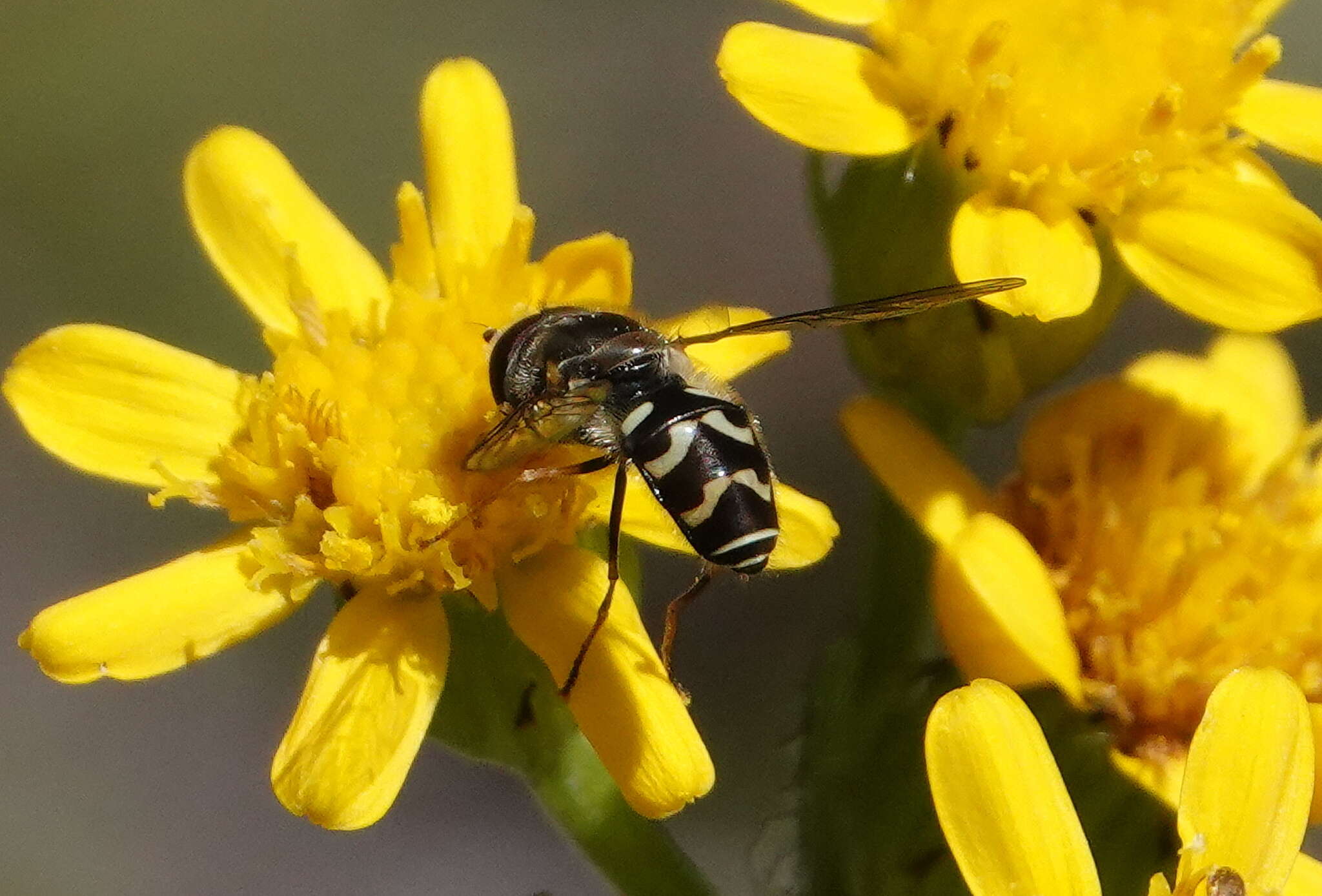 Image de Dasysyrphus creper (Snow 1895)