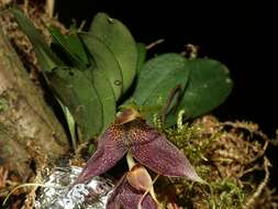 Image of masdevallia