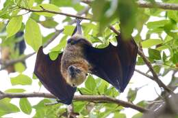 Image of Insular Flying Fox