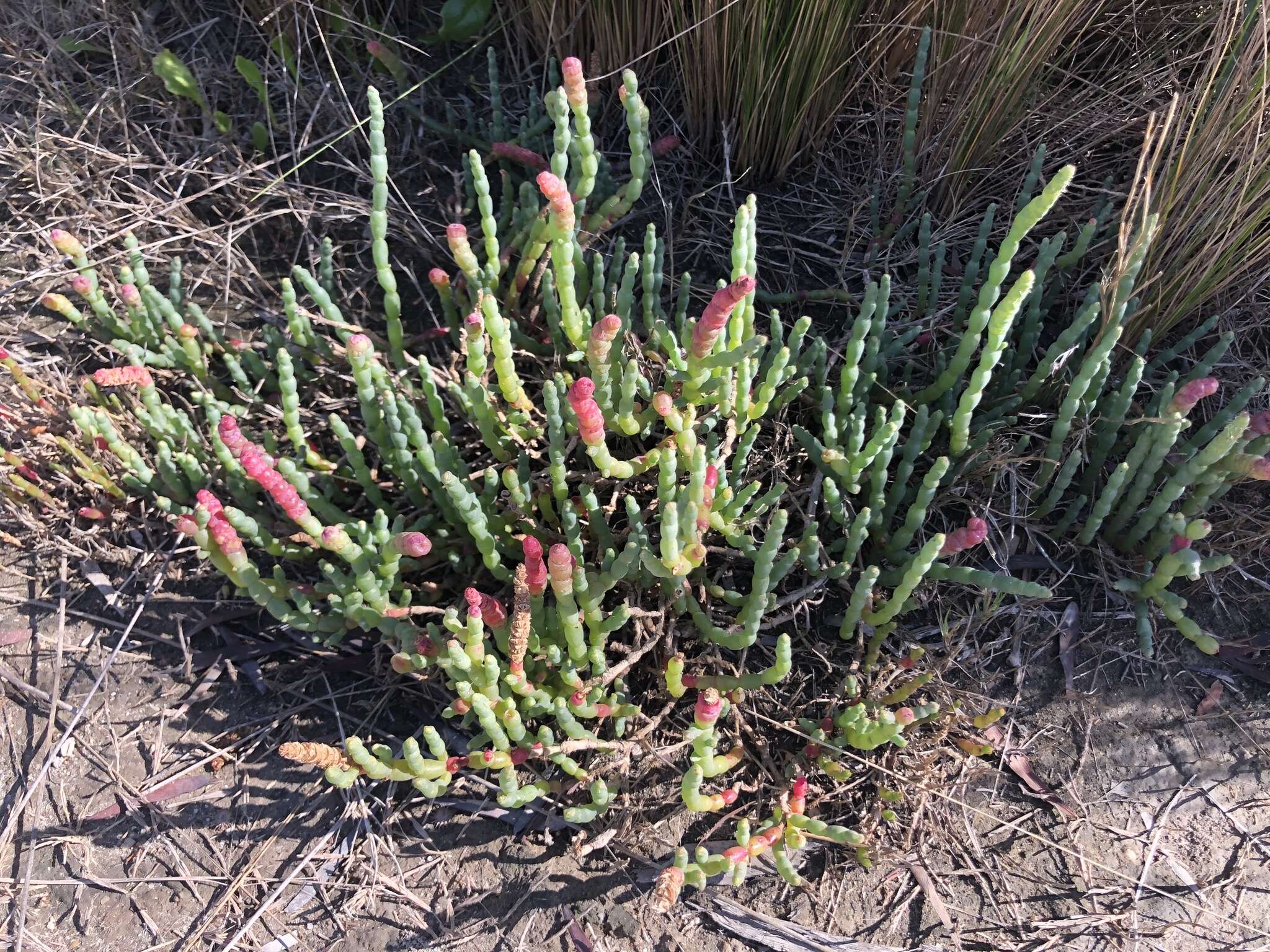 Image of Salicornia blackiana Ulbr.