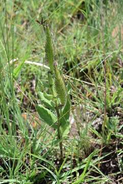 Image de Schizoglossum flavum Schltr.