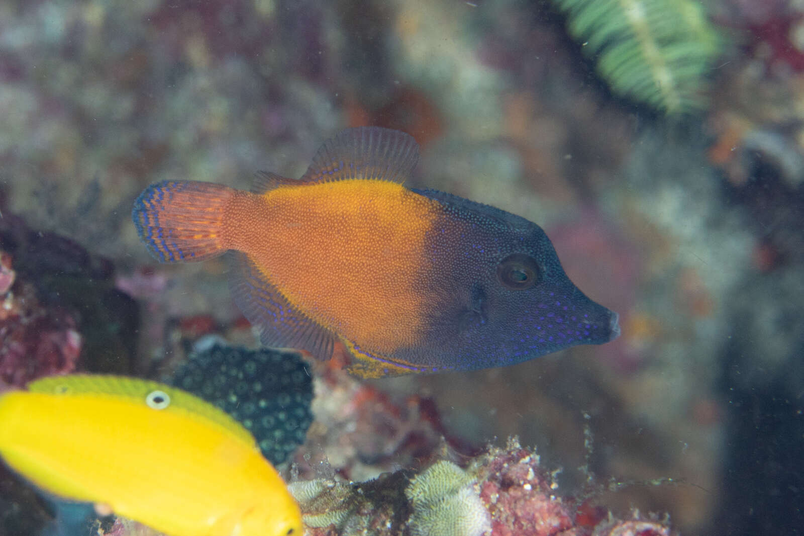 Image of Lacefin filefish