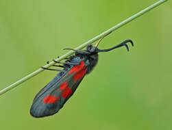 Image of Zygaena lonicerae Scheven 1777