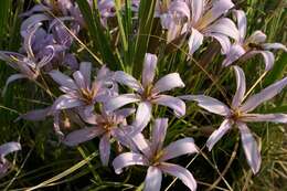 Image of Black-stick lily