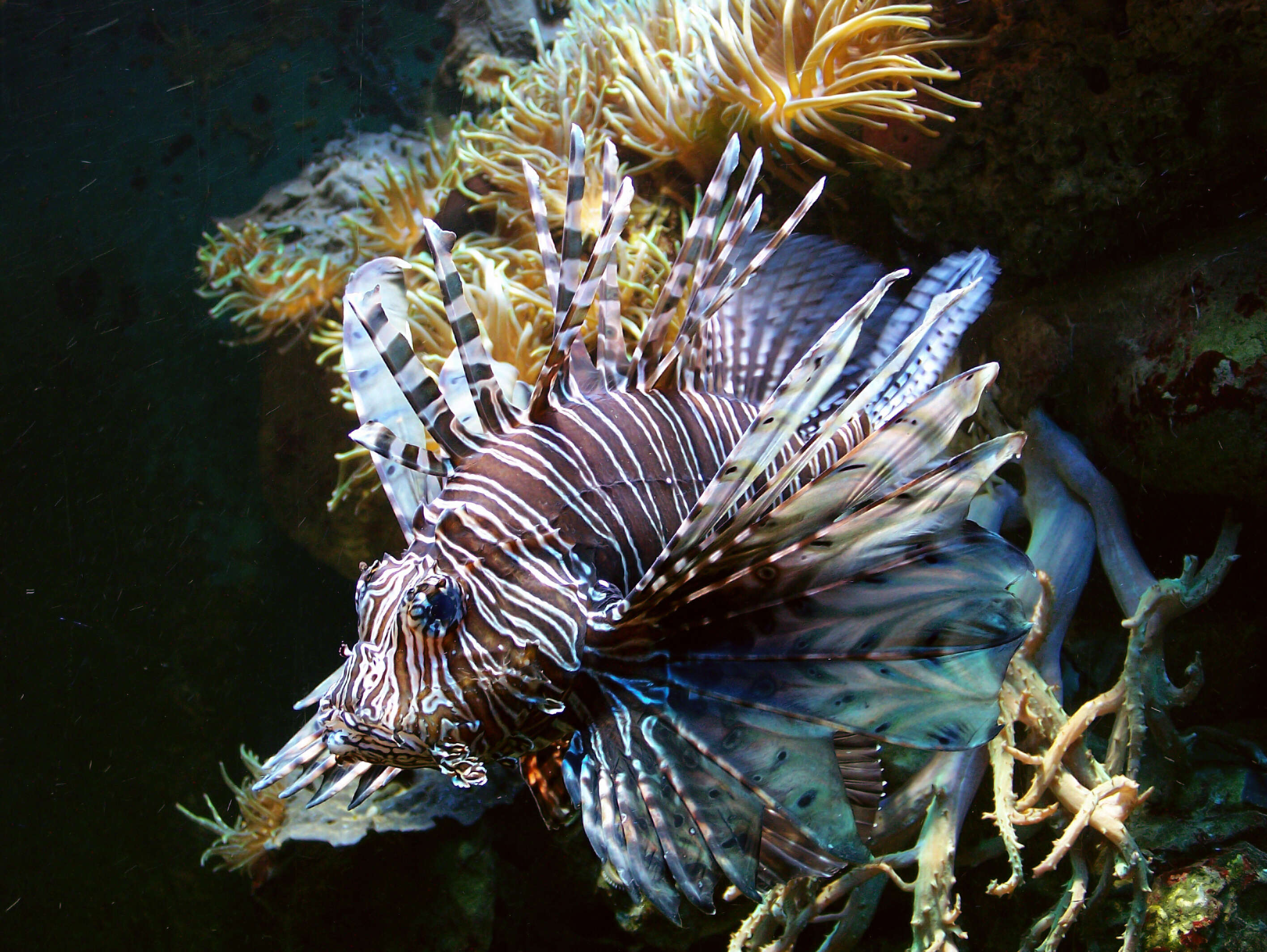 Image of Common lionfish