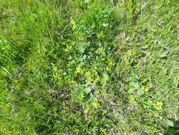 Image of Alchemilla plicata Buser