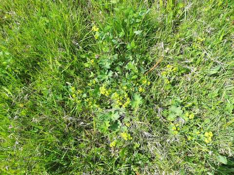 Image of Alchemilla plicata Buser