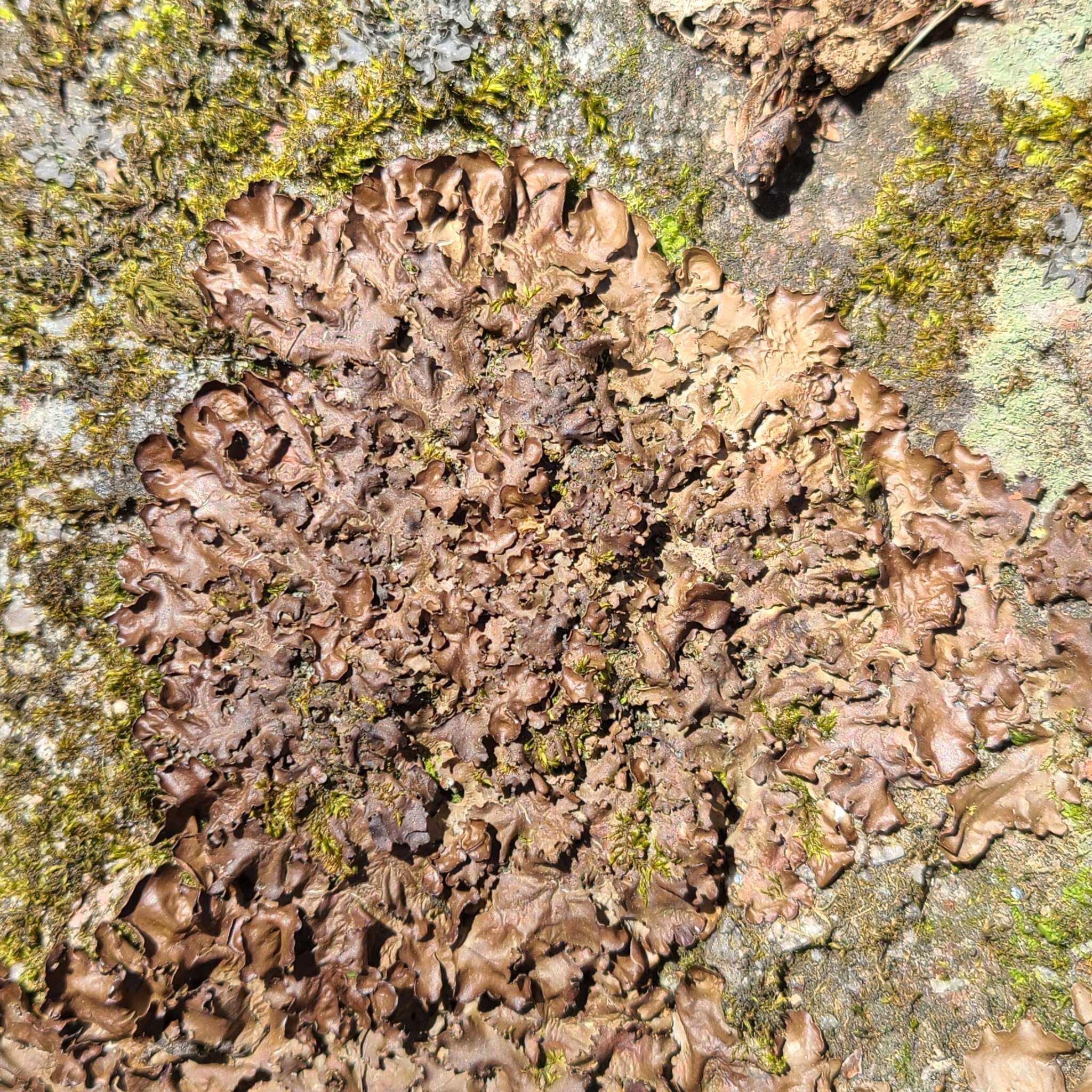 Image of kidney lichen