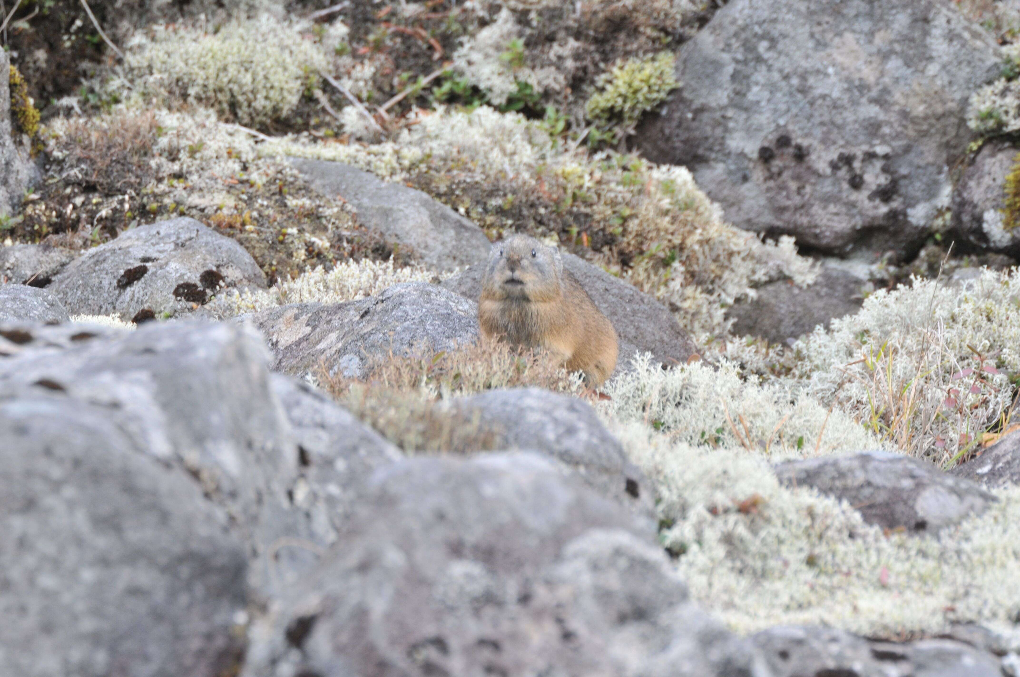 Image of Northern Pika