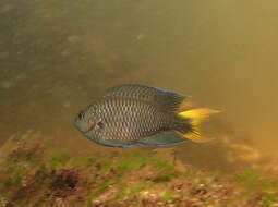 Image of Freshwater Damsel