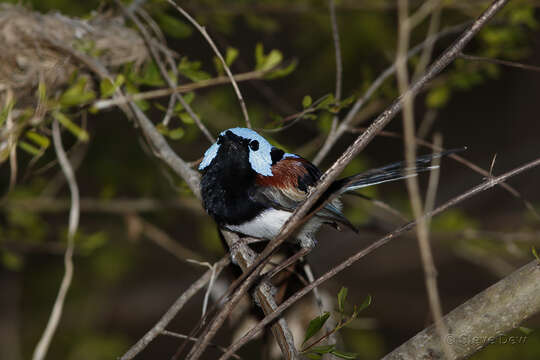 Слика од Malurus amabilis Gould 1852