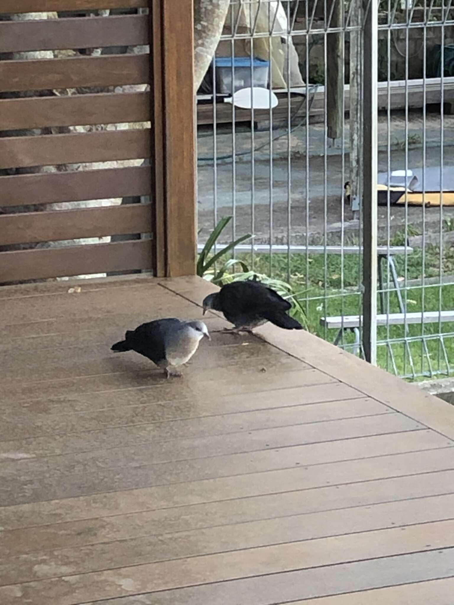 Image of White-headed Pigeon