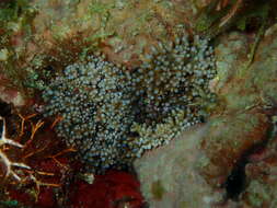 Image of red-mouth mushroom anemone